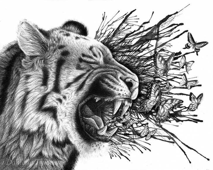manchas - Mâle (1 an)