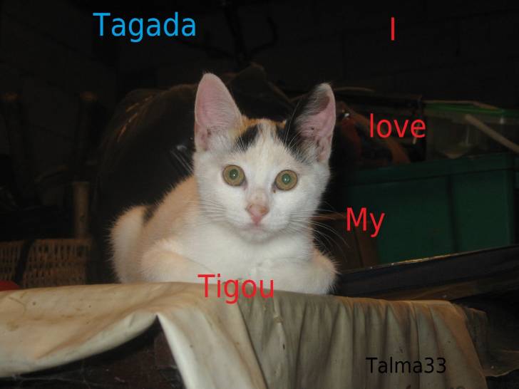 Tagada - (3 mois)