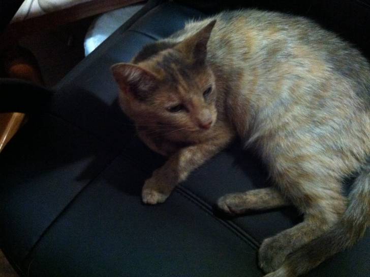 Princess - (3 ans)