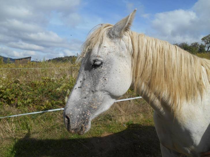 Uranie - (6 ans)