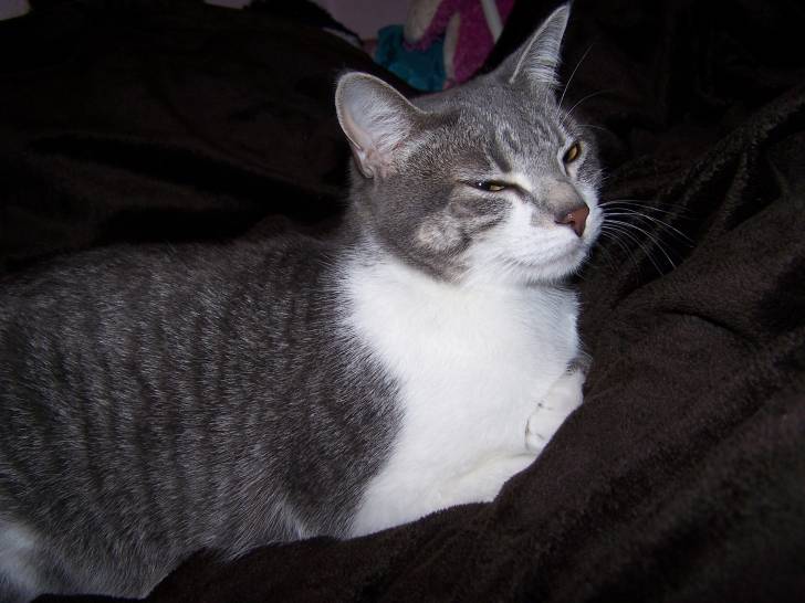 Zelda - (3 ans)