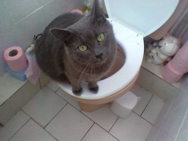 oggy - Mâle (7 ans)