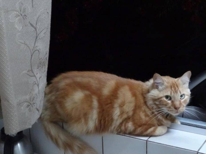 Roucky - Mâle (10 ans)