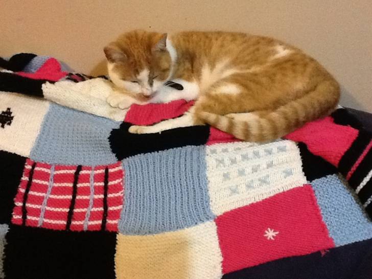 Buddy - (9 mois)