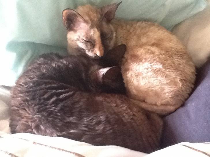 Sheila lee the black one and upsey the white grey one - (9 ans)