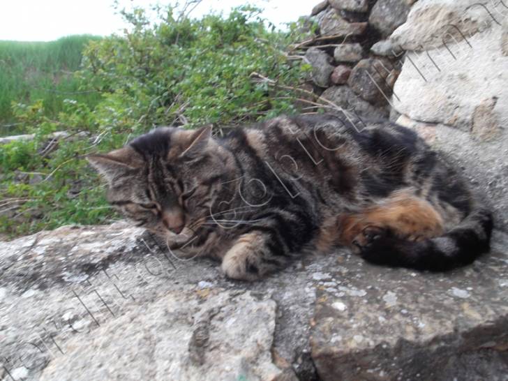 Choco - Mâle (11 ans)