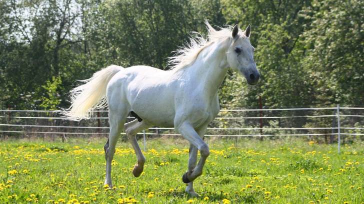 Aris - (3 ans)