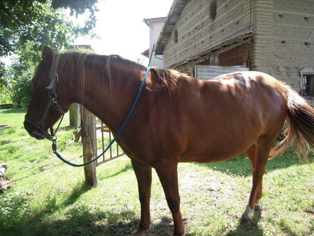 mon cheval - (5 ans)
