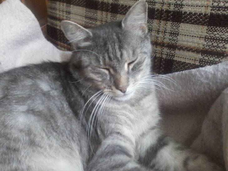 Miki - Mâle (5 ans)