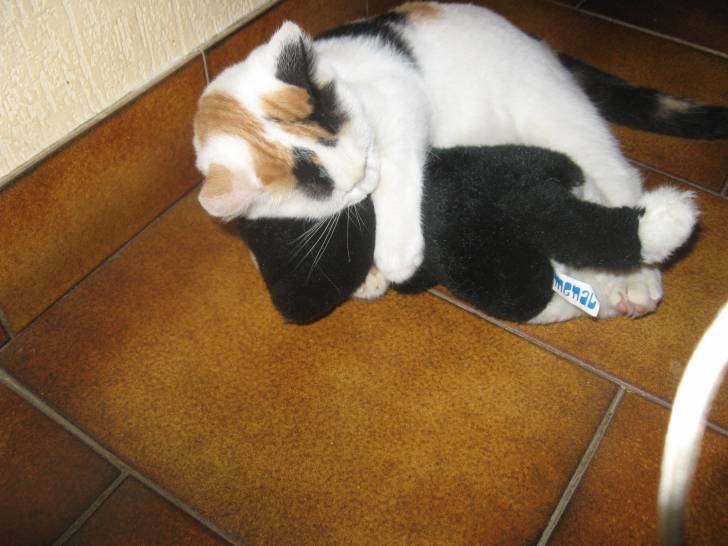 Tagada - (3 mois)