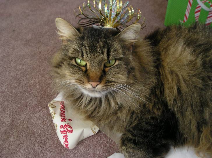 Darcy - (9 ans)