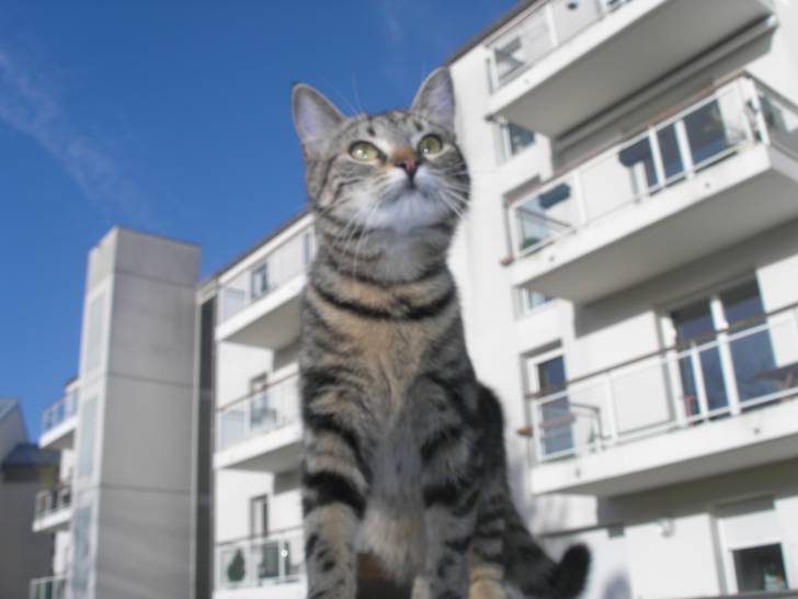 LOUCHA - (3 ans)