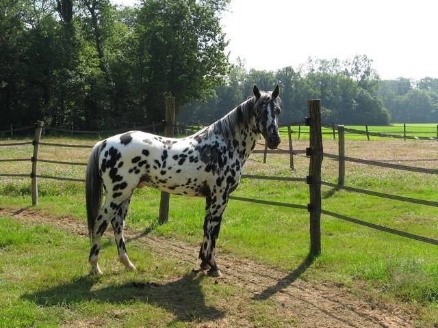 Miracle - Mâle (2 ans)