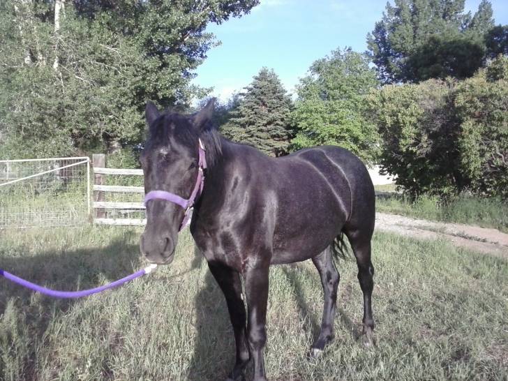 Joy - (2 ans)