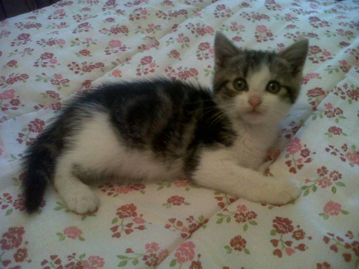 Misty - (3 mois)