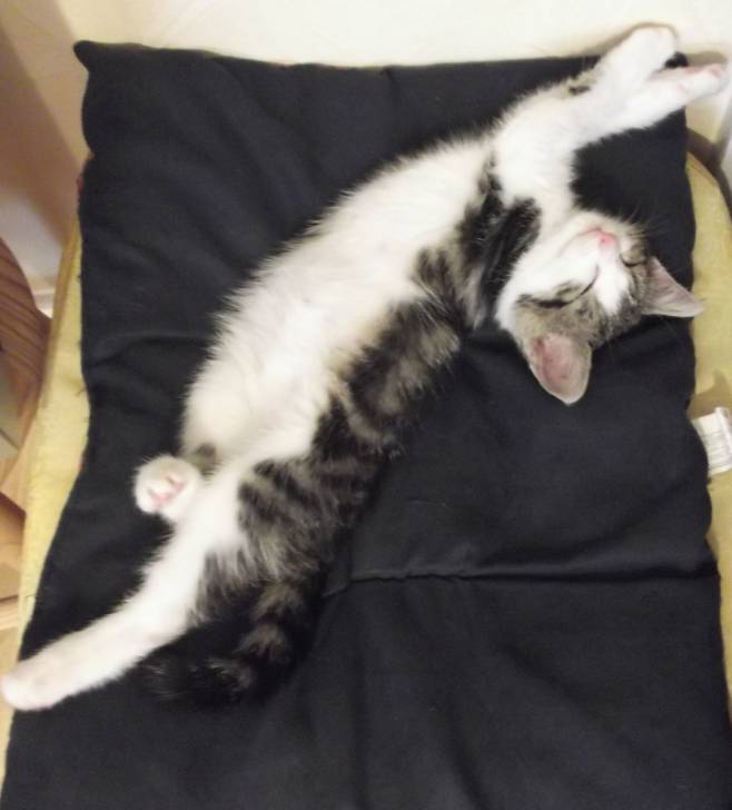 Misty - (3 mois)
