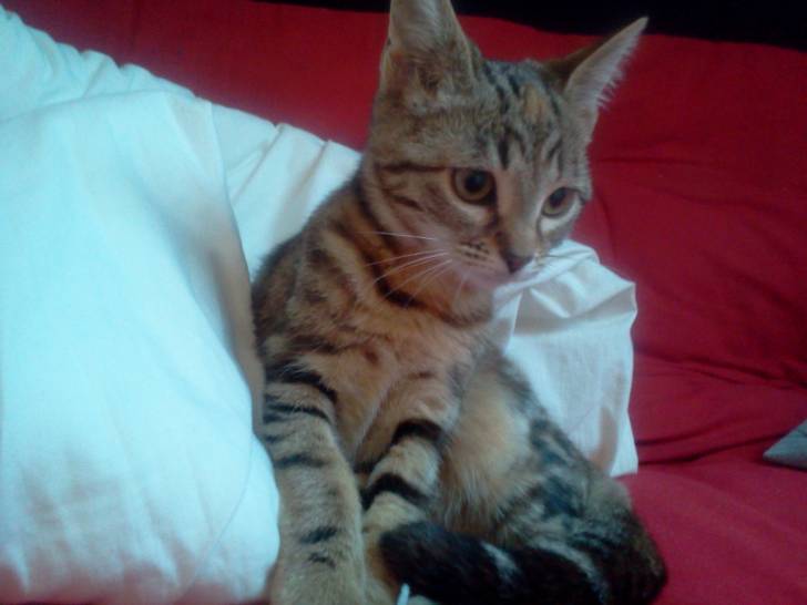 xena - (2 ans)