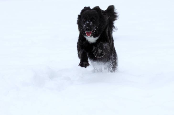 Ronja - (6 ans)