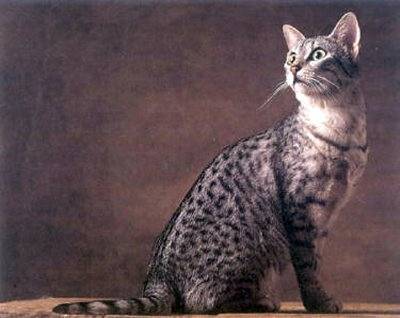 Lilly - (2 ans)