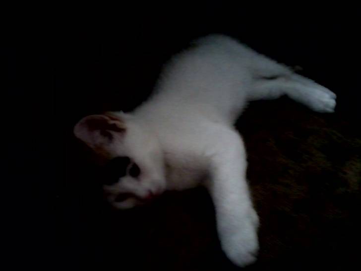 Rags - (2 mois)
