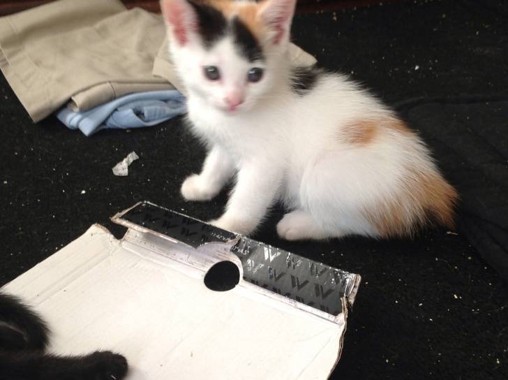Rags - (2 mois)
