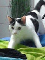 miky - Mâle (3 ans)