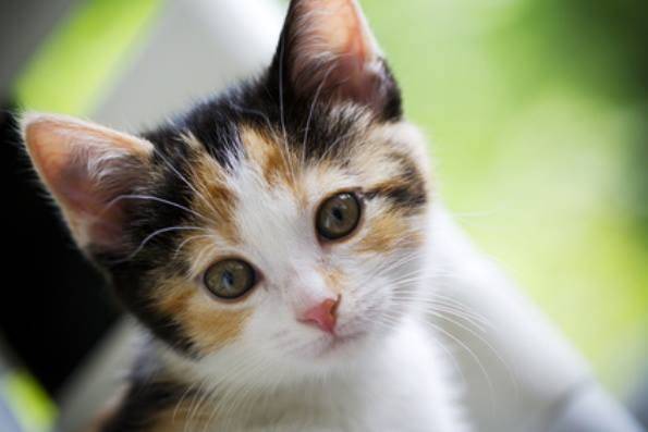 kitty - (10 mois)