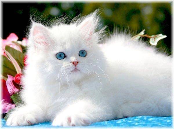 nora - (10 mois)