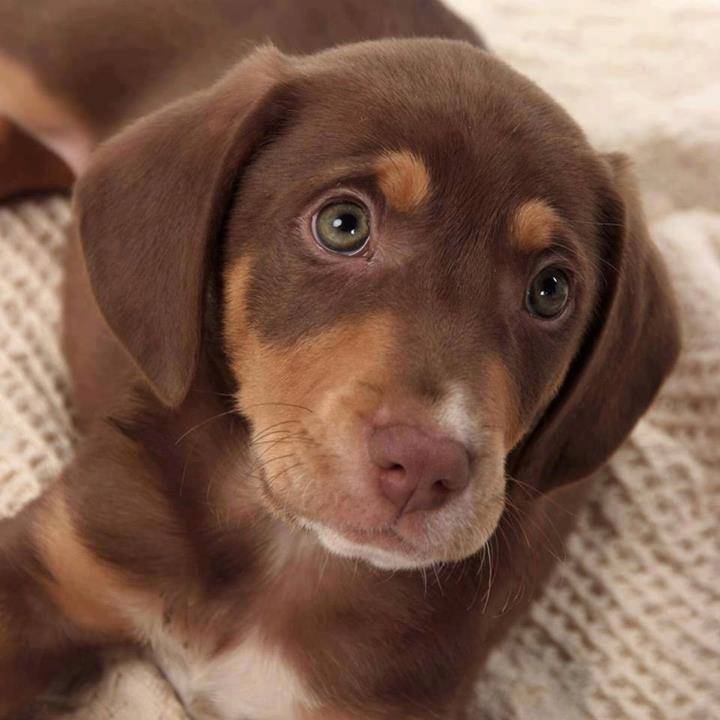 choko - Mâle (7 mois)