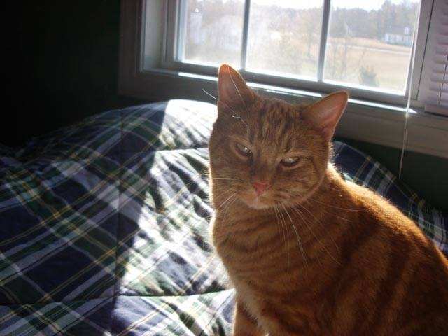 Buddy - Mâle (11 ans)