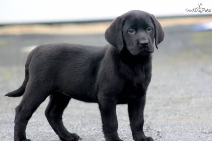 lilly - (10 mois)