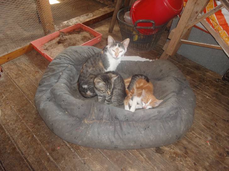 Tiger, mit Leo und Lu -
