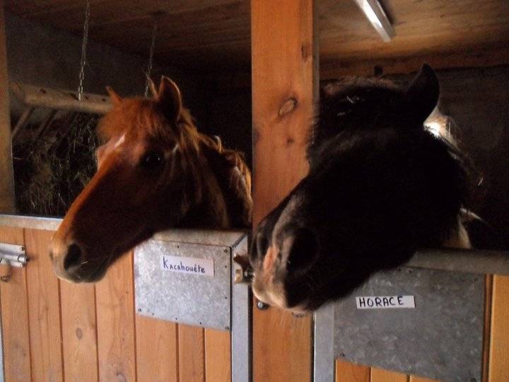 horase - Mâle (15 ans)