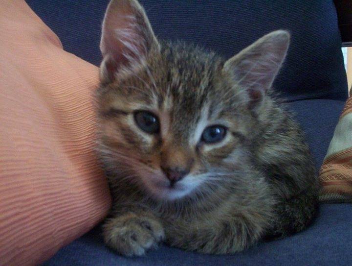 gigio - Mâle (1 mois)