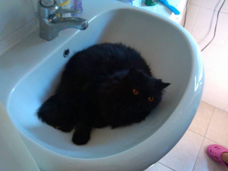 Romeo - Mâle (5 ans)