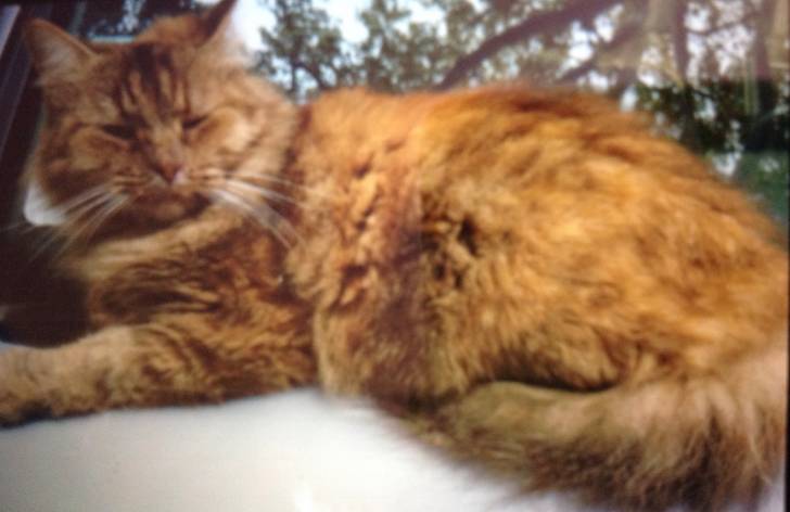 Canelle - (5 ans)