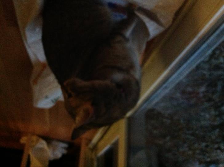 Calypso - (4 ans)