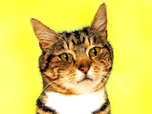 Abby - (2 ans)
