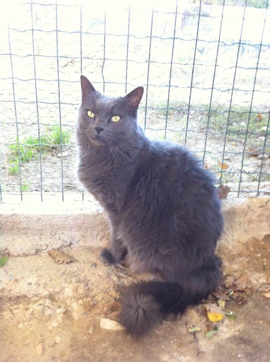 Chappi - Mâle (4 ans)