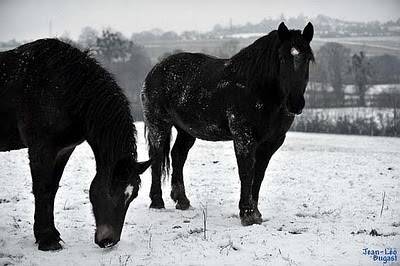 loulou et dourgua - (3 ans)