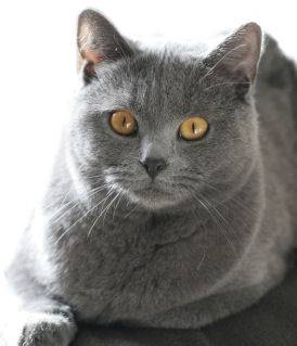 grisou - Mâle (6 ans)
