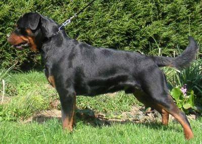 dacota - Mâle (3 ans)