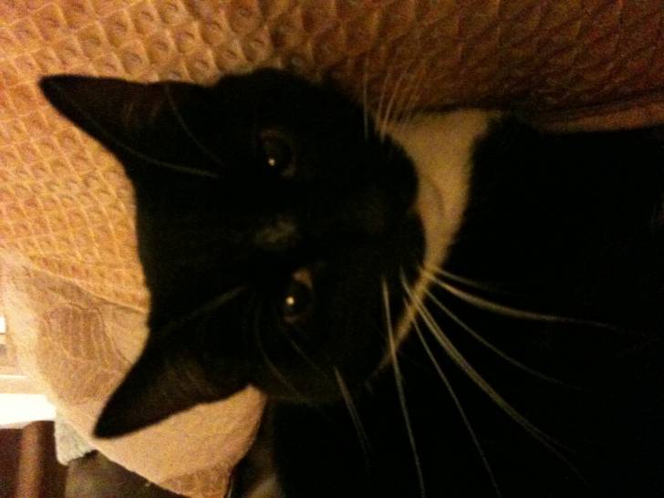 Minnie on the sofa - (5 ans)