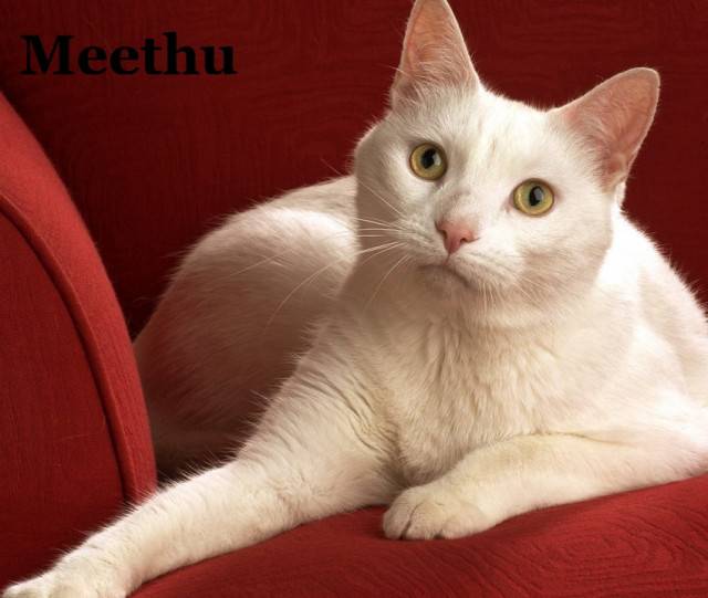 Meethu - Mâle (1 an)