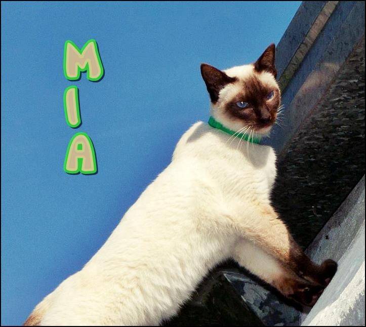 Mia - (4 ans)