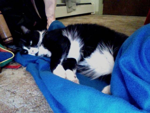 My baby - Mâle (11 ans)