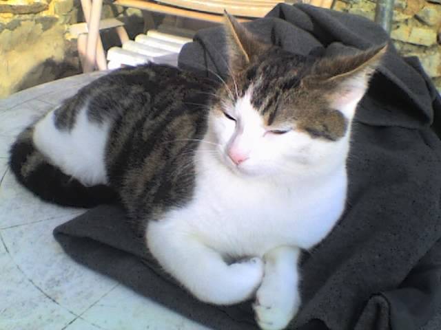 Croquette - Mâle (4 ans)