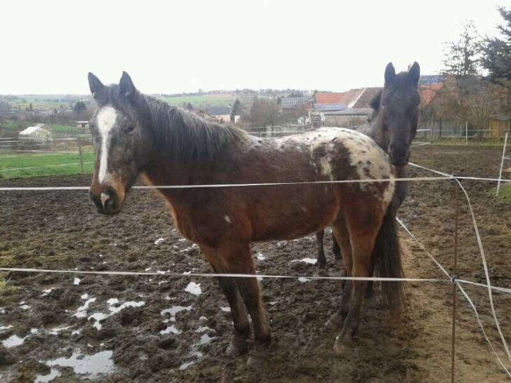 Csibor - Mâle (4 ans)