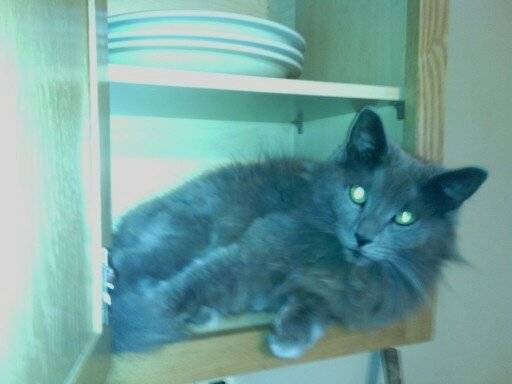 Furby - (2 ans)