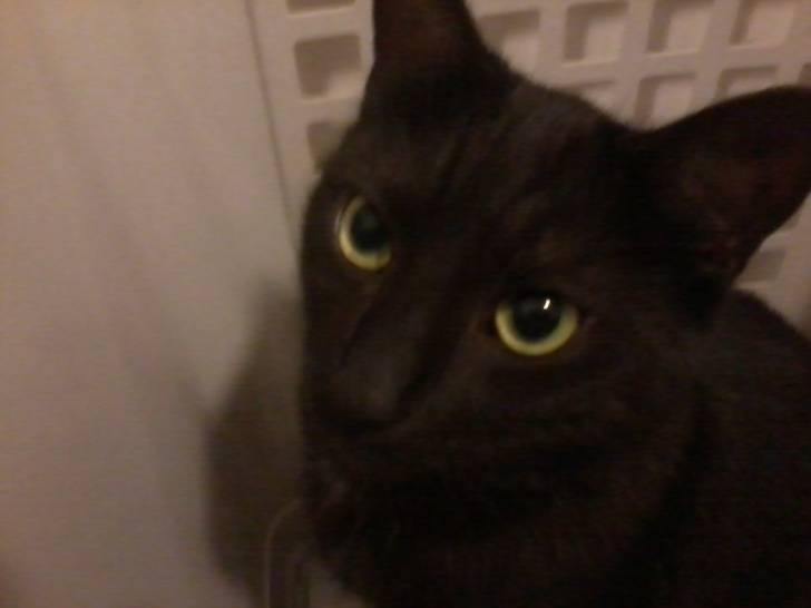 Elvis - Mâle (3 ans)